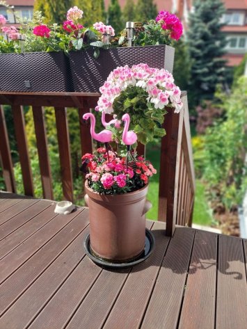 Kwiaty na balkon i taras na stanowisko słoneczne. Dekoracje do doniczek