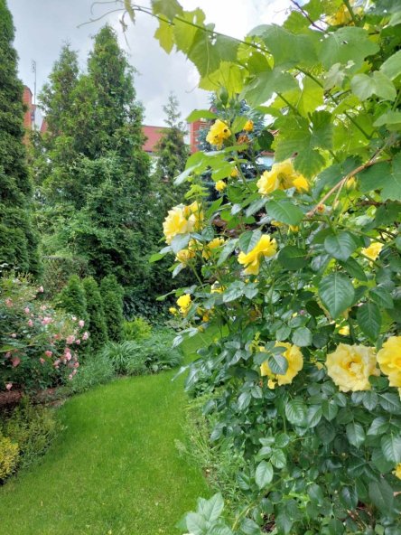 Kwiatowy ogród, pnące róże, inspiracje kolorowych rabat. Rosliny na słońce