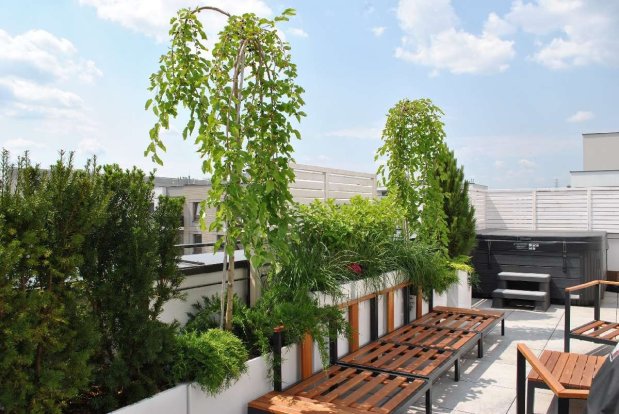 Liściaste drzewa do donic na balkon i taras to dobre rozwiązanie projektów ogrodów. Drzewa skutecznie oddzielą od sąsiednich budynków i dadzą cień w upalne dni.