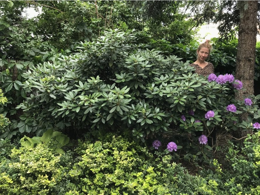 Rododendrony w ogrodzie podsadzone trzmieliną płożącą, irgą Dammera.