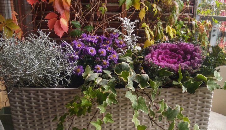 Jesienne kwiaty na balkon najpopularniejsze to: astry, wrzosy, kapusta ozdobna. Sadząc kwiaty jesienią to doskonały sposób na nacieszyć się kolorami przed nadejściem zimy.