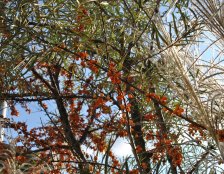owocujące krzewy w donicach na tarasie