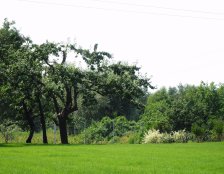 nasadzenia naturalistyczne