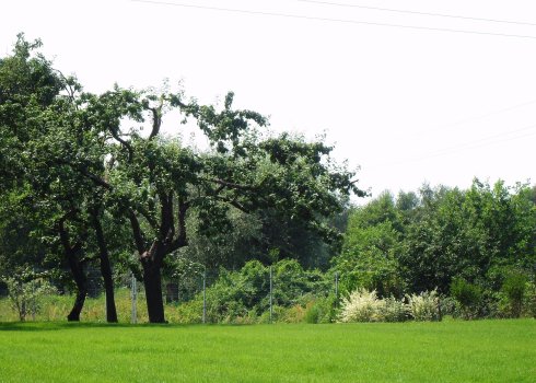 ogród minimalistyczny